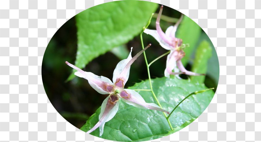 Extract Icariin Rhodiola Rosea Stevia Epimedium Grandiflorum - Flora - Honeysuckle Transparent PNG