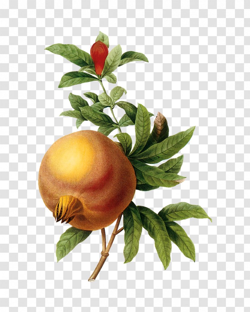 Pomegranate Botanical Illustration Botany Art - Citrus Transparent PNG