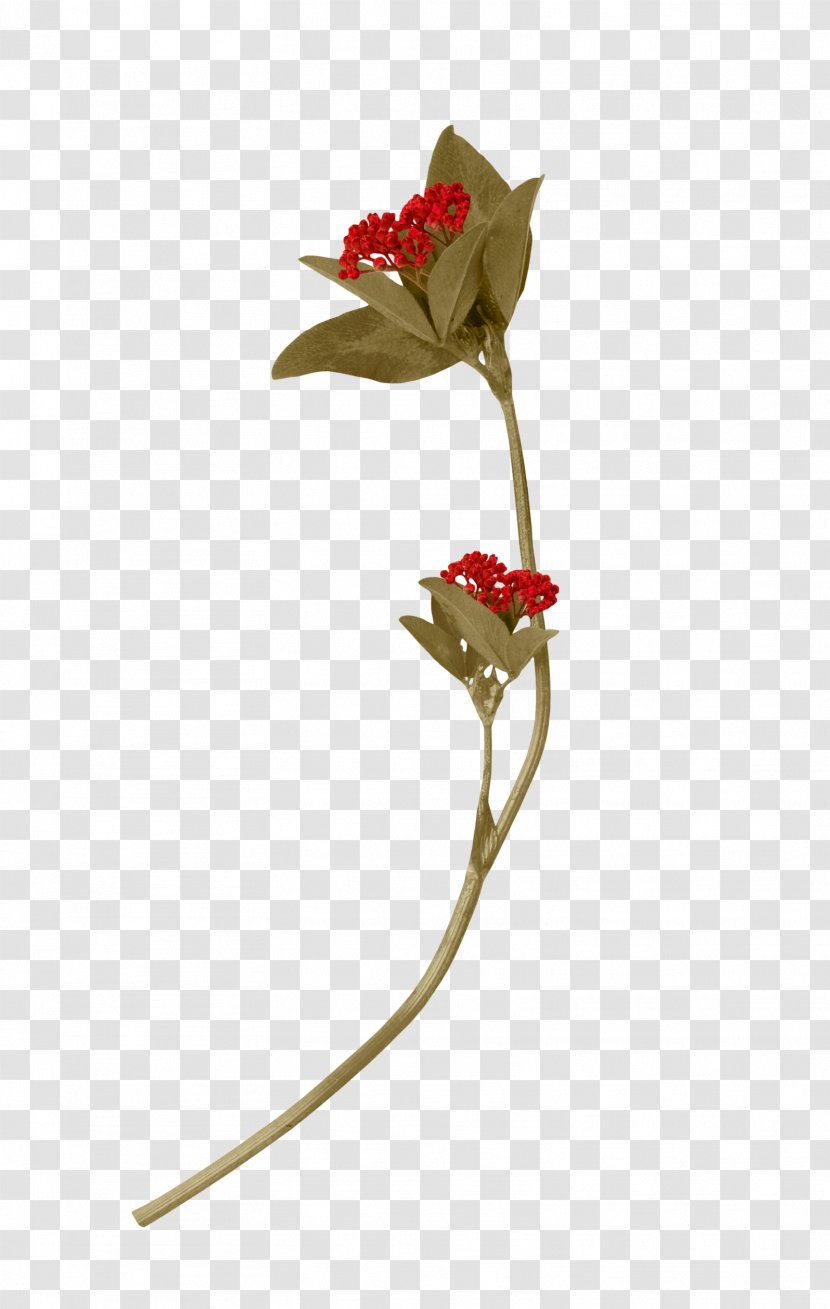 Cut Flowers Rose Family Plant Stem Petal Leaf Transparent PNG
