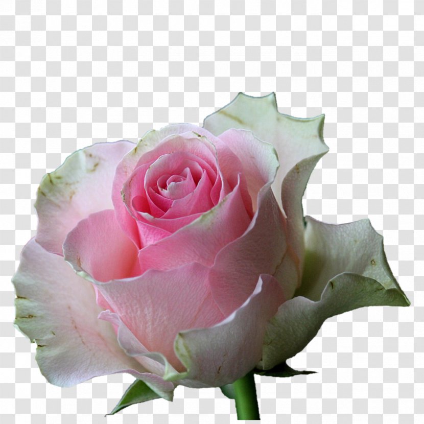 Garden Roses Flower Pink White - Plant Stem - Rose Transparent PNG