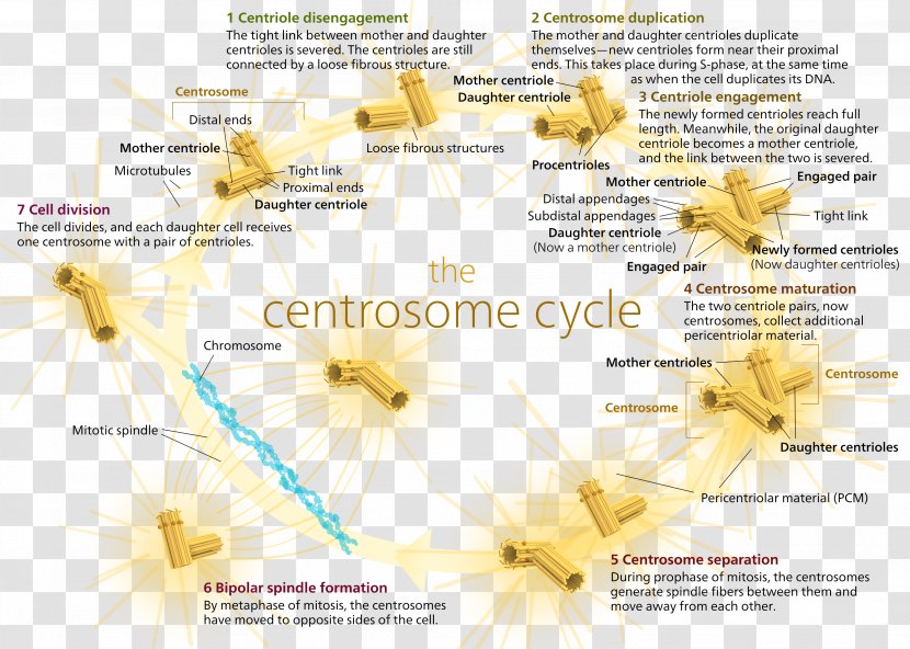 Centrosome And Centriole Cycle Microtubule Organizing Center - Yellow Transparent PNG