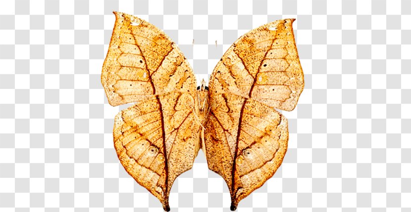 Butterfly Moth Insect Orange Oakleaf Coat Transparent PNG