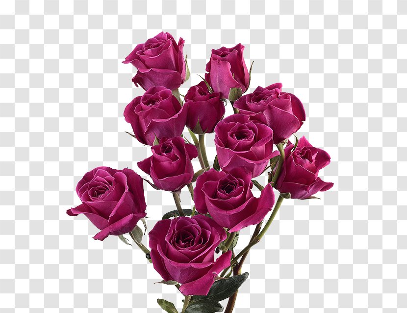 Garden Roses Cabbage Rose Floribunda Cut Flowers Pink - Order - Flower Transparent PNG