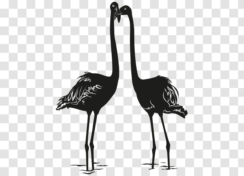 Bird Photography Drawing - Ostrich - Flamingos Transparent PNG