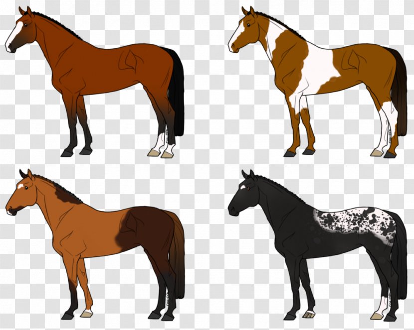 Mustang Foal Mare Stallion Bridle - Horse Like Mammal - Chestnut Appaloosa Transparent PNG