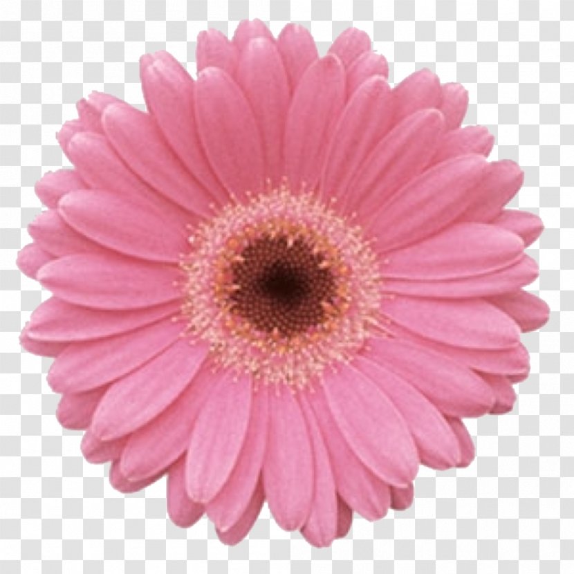 Transvaal Daisy Flower Common Rose Color - Asterales - Gerbera Transparent PNG