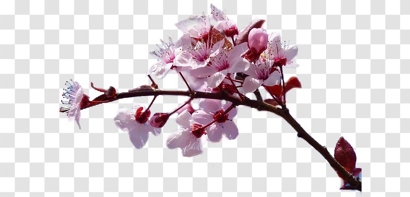 The Cherry Blossom Rarely Smiles Book Romanian Literature - Plant - Ton Transparent PNG
