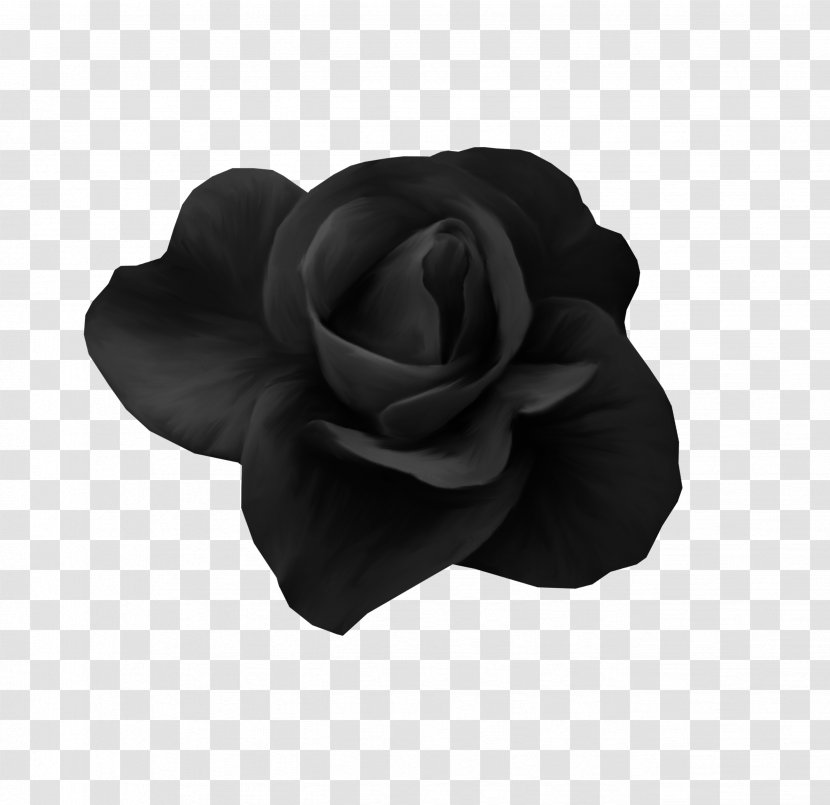 Beach Rose Black - Plant - Black,rose Transparent PNG