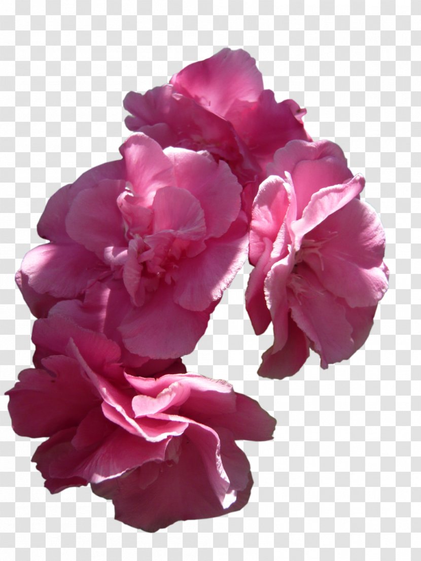 Pink Flowers Rose Transparent PNG