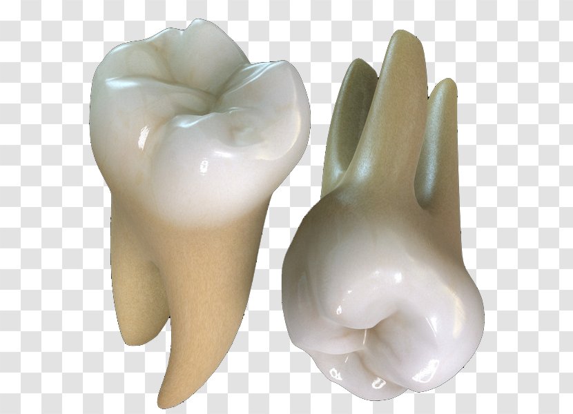 Human Tooth Maxillary First Molar Decay - Crown Transparent PNG
