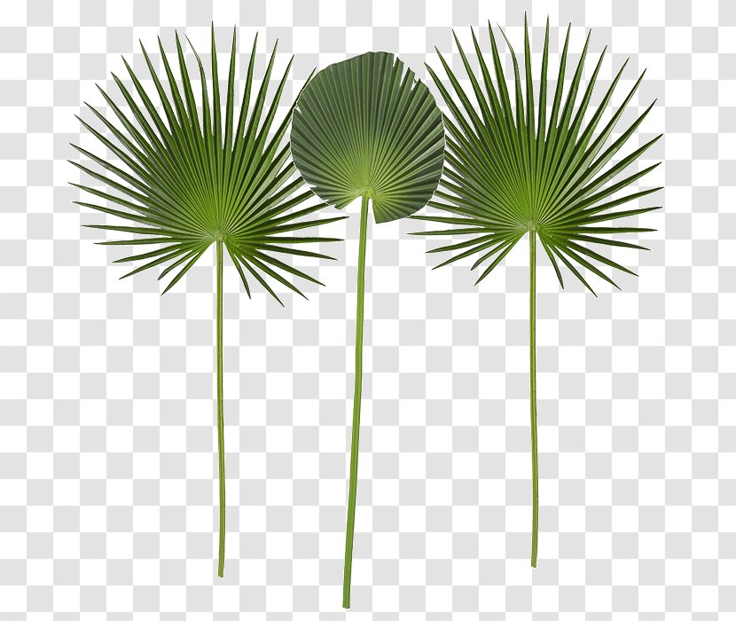 Palm Tree Leaf - Arecales Transparent PNG