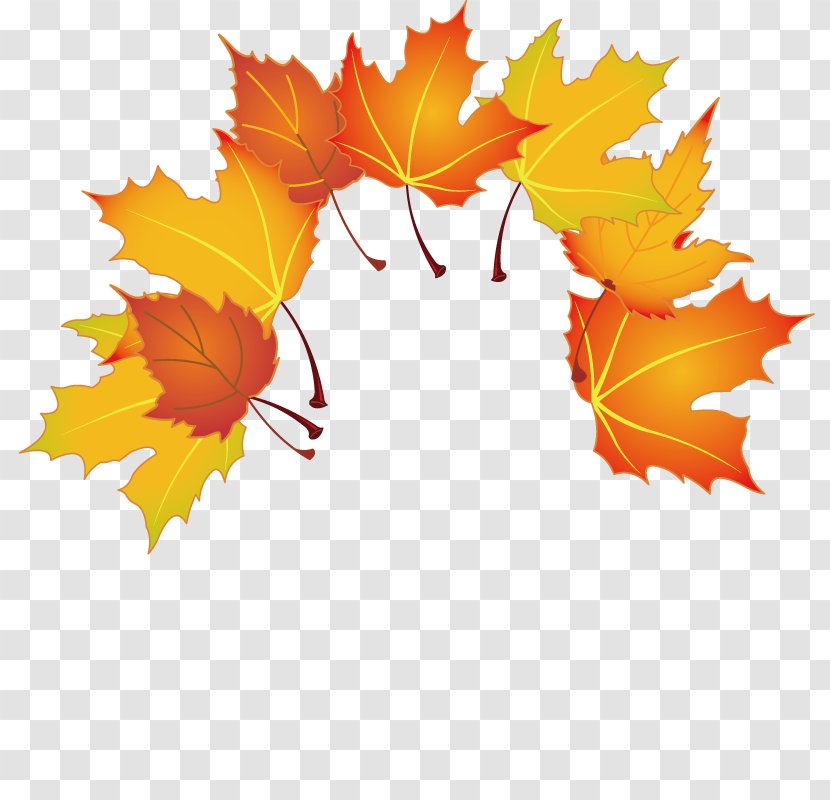 Maple Leaf - Deciduous - Autumn Leaves Transparent PNG