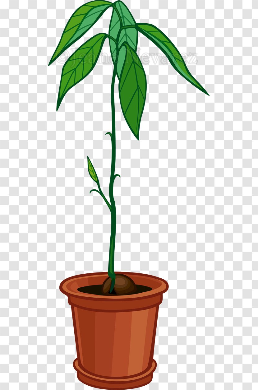 Tree Avocado Flowerpot Houseplant - Flower Transparent PNG