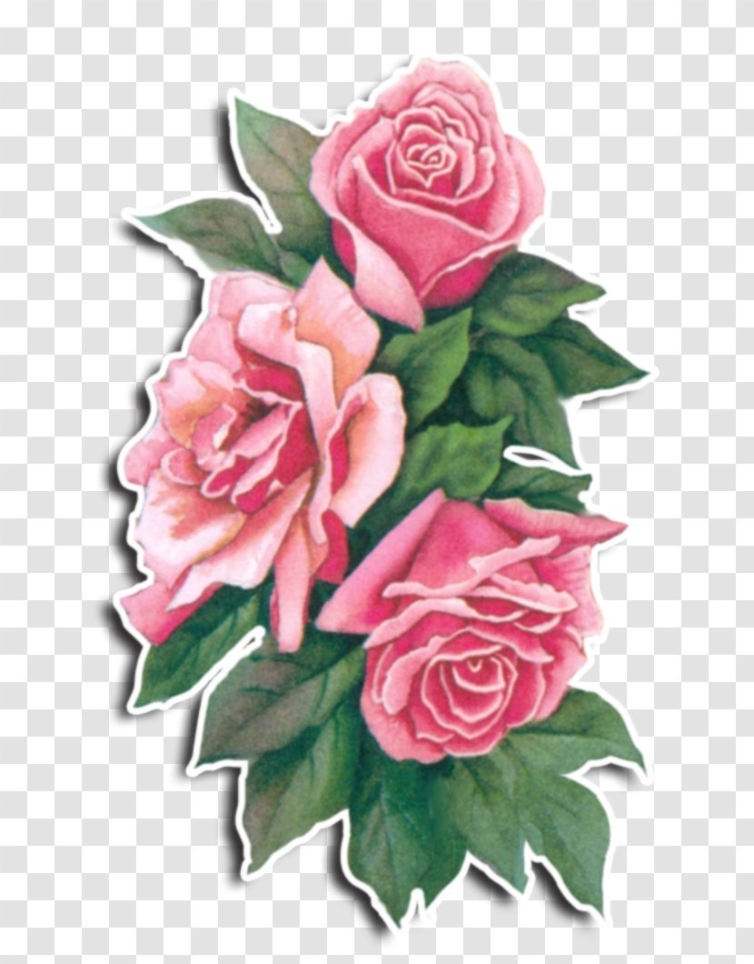 Garden Roses Centifolia Flower Bouquet Floral Design - Image Of Flowers Transparent PNG