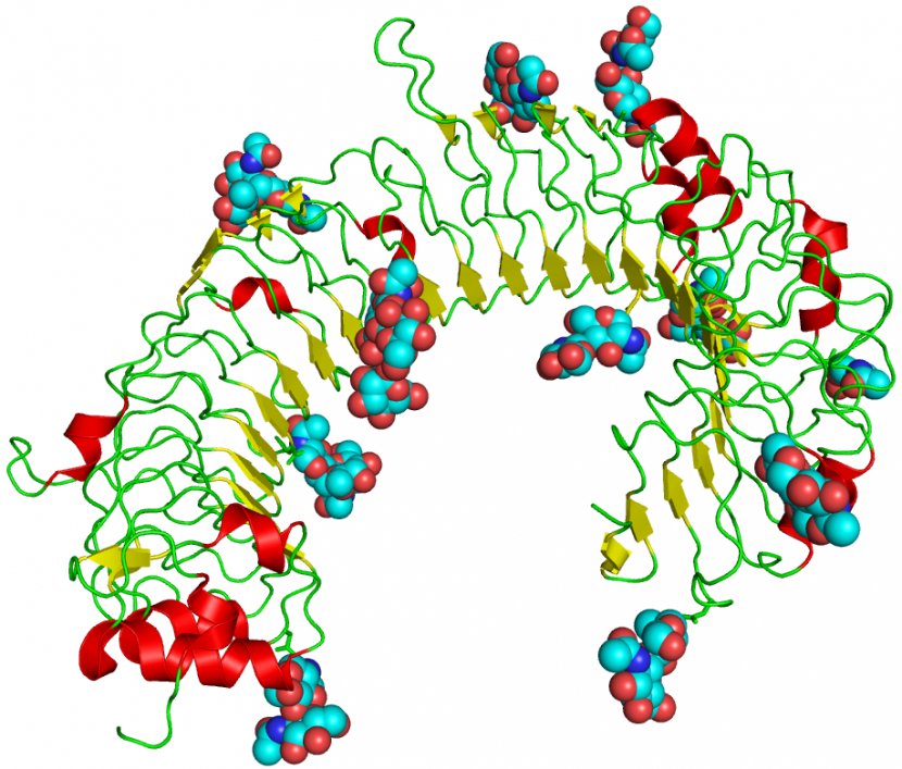 Toll-like Receptor Innate Immune System Protein - Tolllike - How To Draw A Four Wheeler Transparent PNG