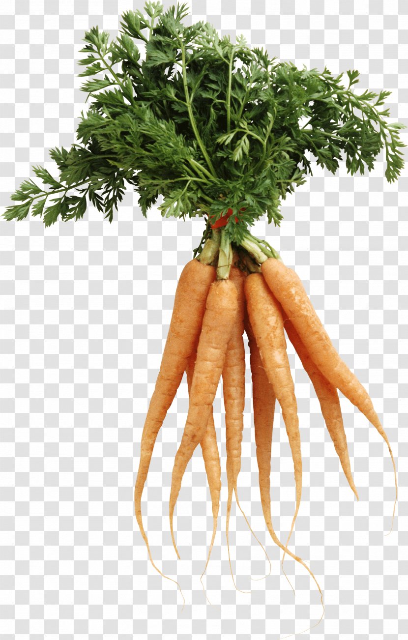 Carrot Natural Foods Nutrition Health - Image Transparent PNG