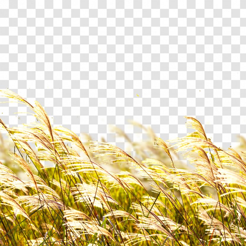 Poster Banner - Commodity - Wheat Straw Transparent PNG