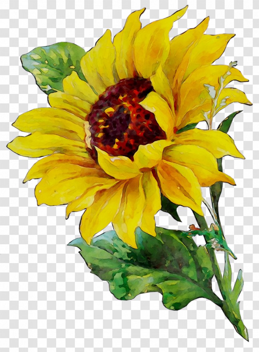 Common Sunflower Watercolor Painting Art Watercolor: Flowers - English Marigold - Flower Transparent PNG