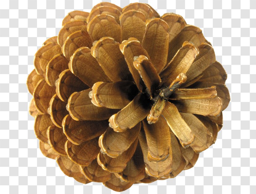 Conifer Cone Clip Art - Conifers - Brown Pine Transparent PNG