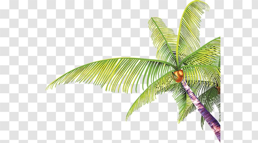 Tree Coconut Arecaceae - Green - Photography Transparent PNG