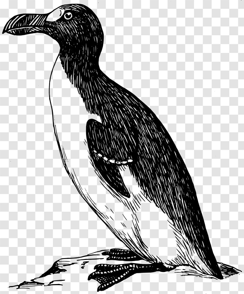 Penguin Great Auk Bird Clip Art - Awk - Greater Transparent PNG