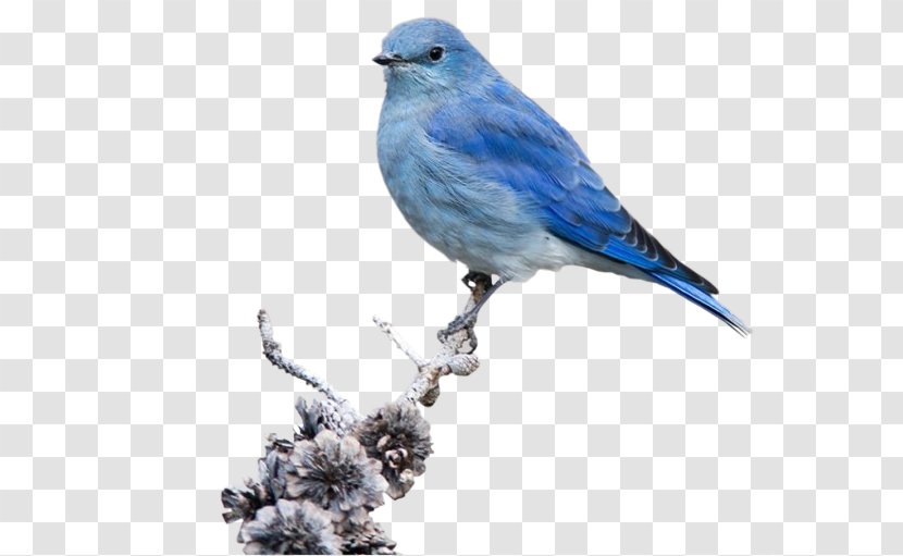 Bird American Sparrows Feather Beak Curtain - Blue Transparent PNG