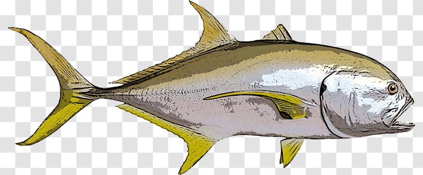 Thunnus Crevalle Jack Giant Trevally Fishing Blue Runner - Oily Fish - River FISH Transparent PNG