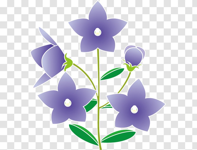 Platycodon Grandiflorus Royalty-free Summer Clip Art - Purple - Flower Transparent PNG