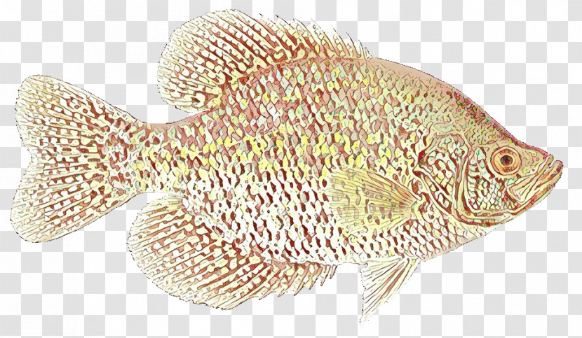 Fish Bluegill Green Sunfish Fish Sun Bass Transparent PNG