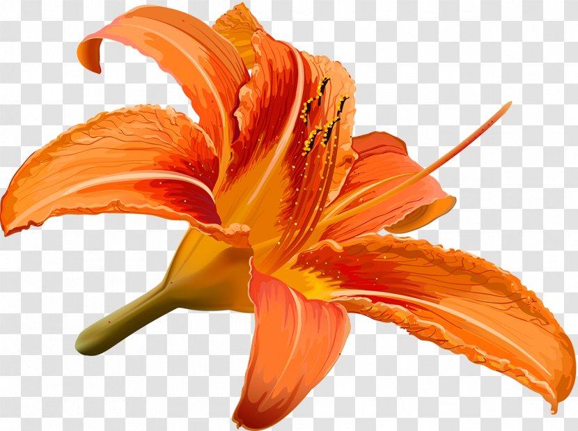 Flower Drawing Hibiscus - Lily - Lilly Transparent PNG