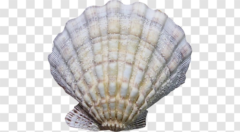 Cockle Seashell Conchology Mussel - Animal Transparent PNG