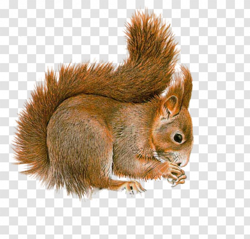 Tree Squirrel Red Rodent Clip Art - Fur Transparent PNG