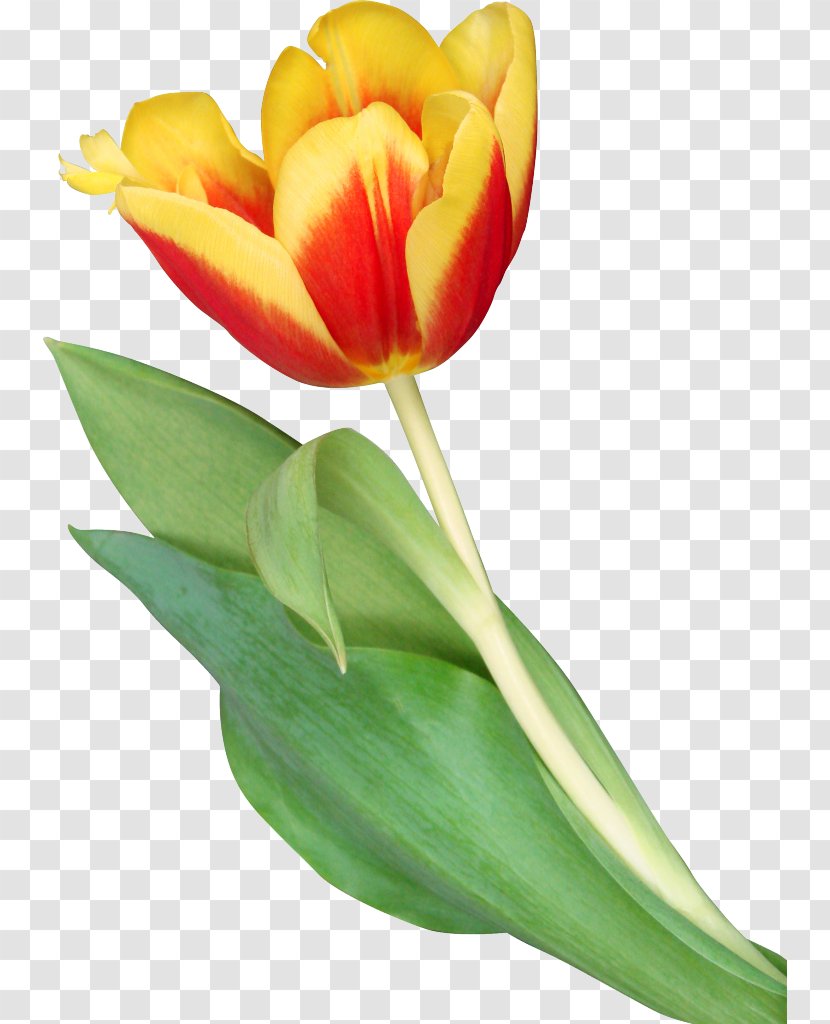 Indira Gandhi Memorial Tulip Garden Flower Clip Art - Seed Plant Transparent PNG