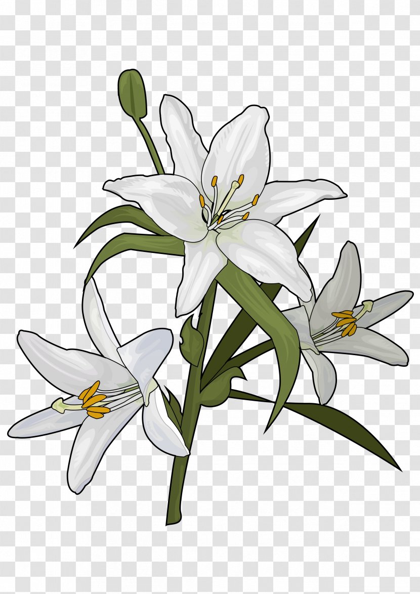 Lilium Candidum Flower Plant Liliaceae Drawing - Lily Family - Hortensia Transparent PNG