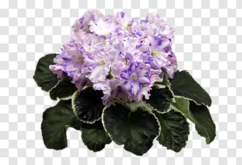 African Violets Pine Streptocarpus Hydrangea - Cornales - Violet Transparent PNG