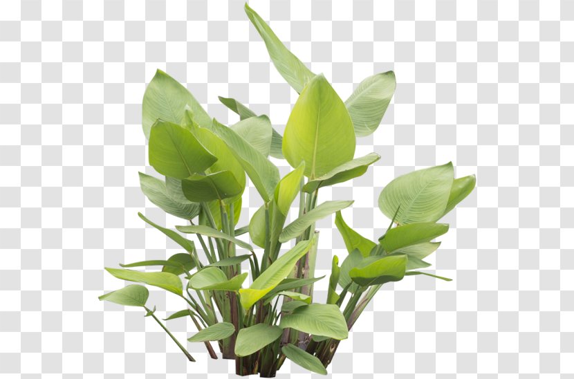 Leaf Herbalism Plant Stem Transparent PNG