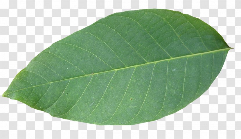 Stock Photography Leaf Green Clip Art - Plant Transparent PNG