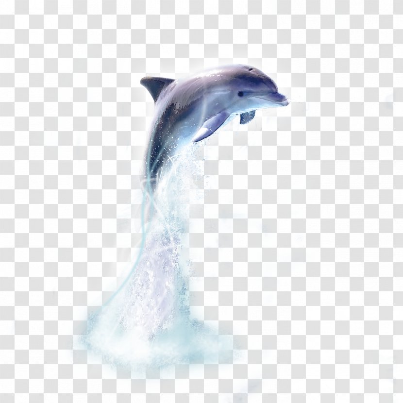 Oceanic Dolphin Whale - Short Beaked Common Transparent PNG