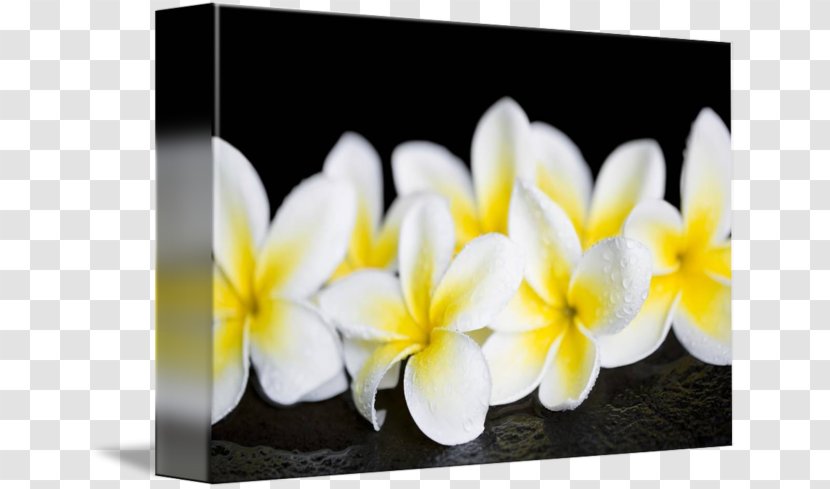 Petal Plumeria Obtusa Gallery Wrap Floristry Canvas Transparent PNG