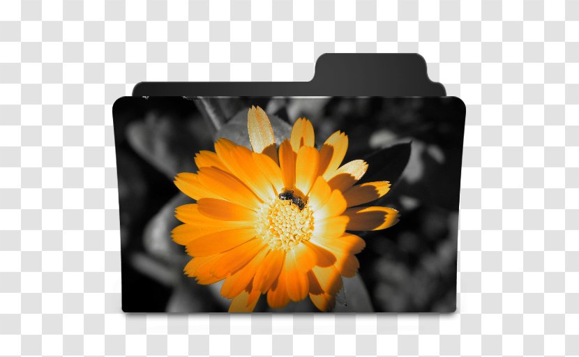 Desktop Wallpaper Flower High-definition Television - Gerbera - Orange Transparent PNG