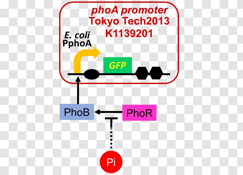 Project Farming Cromatografia Liquida A Ultra Alta Prestazione International Genetically Engineered Machine Chromatography Expression Vector Transparent PNG