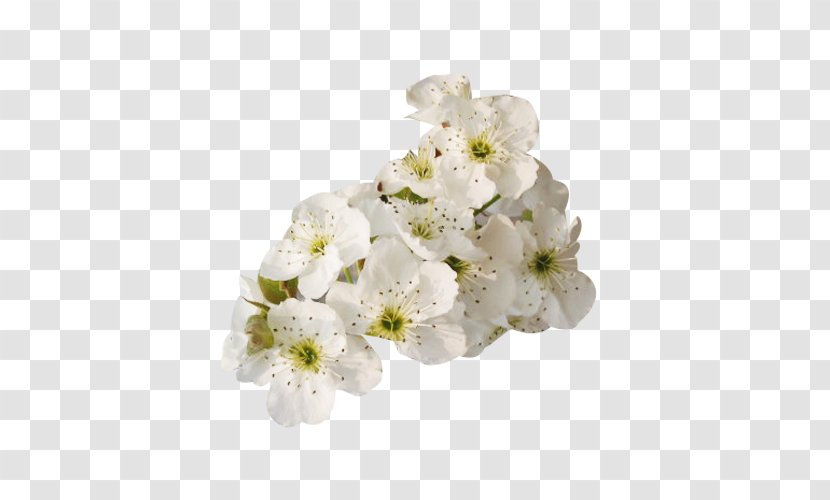 Petal White Floral Design Flower - Cherry Blossom - Pure Pear Picture Material Transparent PNG