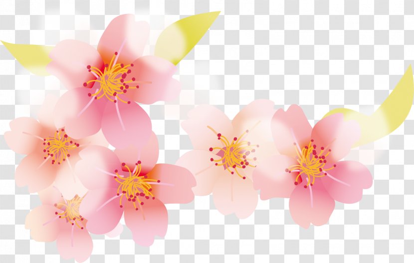 Cherry Blossom Petal - Flowering Plant - Picture Transparent PNG