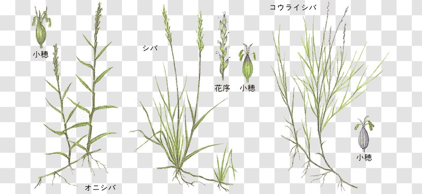 Sweet Grass Twig Plant Stem Line Art - Flowering - Top Transparent PNG