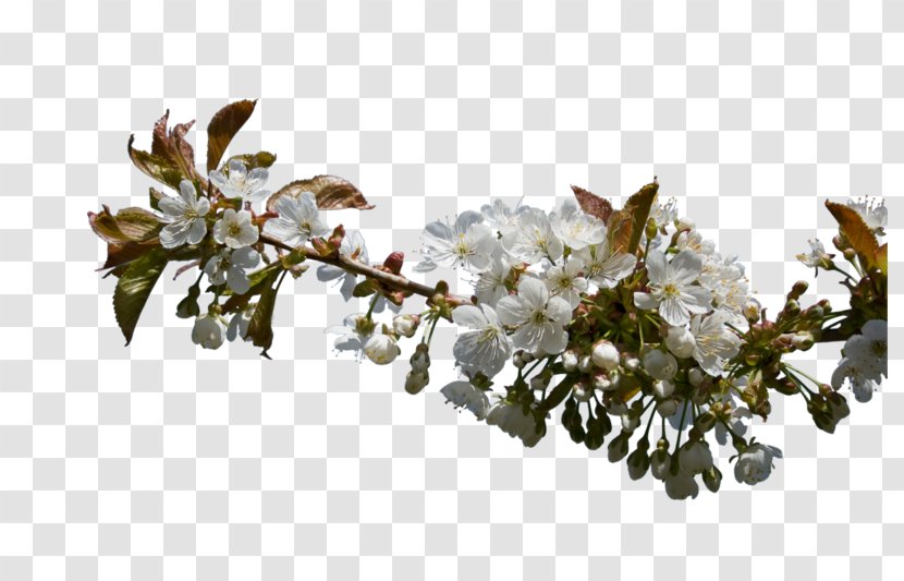 Pear - Tree - White Transparent PNG