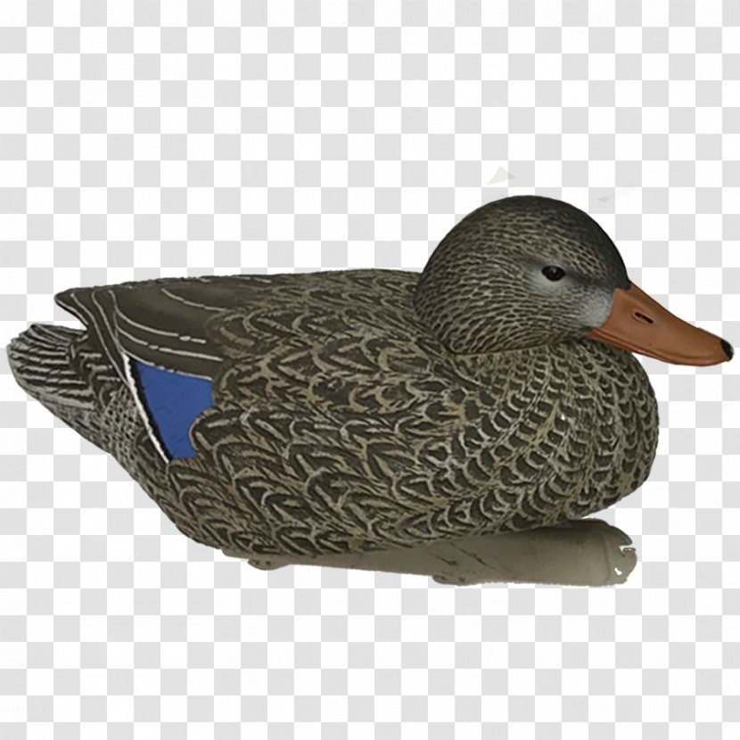 Mallard Duck Bird Decoy Goose - Hen Transparent PNG