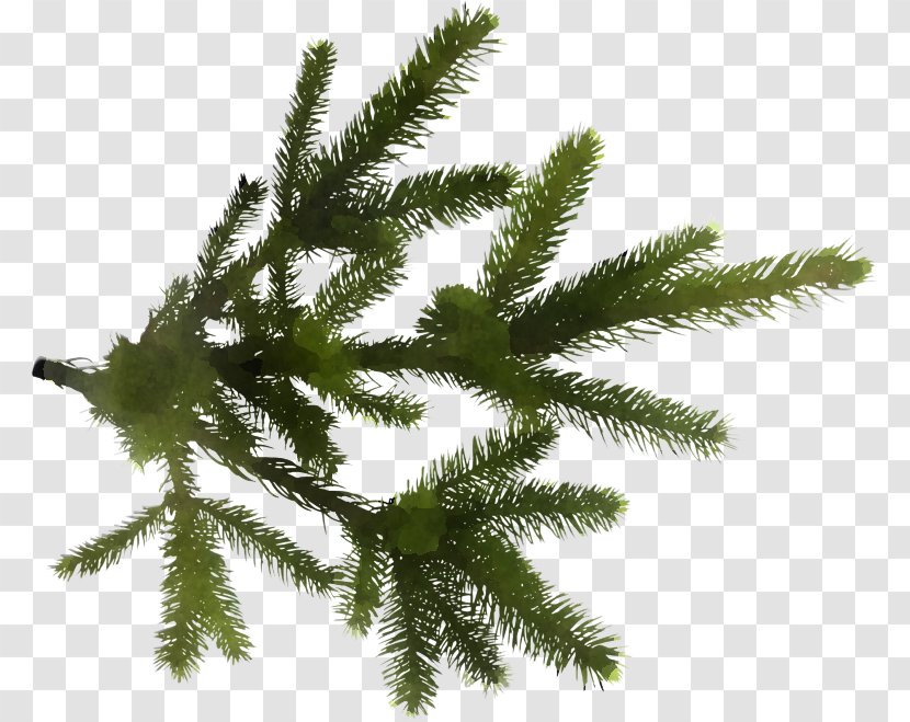 Shortleaf Black Spruce Yellow Fir White Pine Tree Canadian - Colorado Lodgepole Transparent PNG
