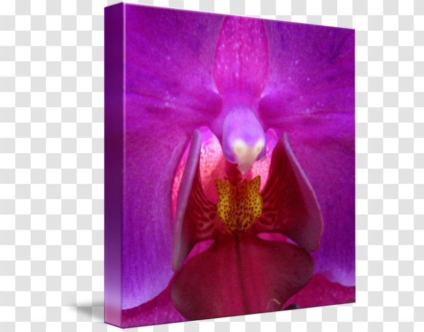 Moth Orchids Family Violet Transparent PNG