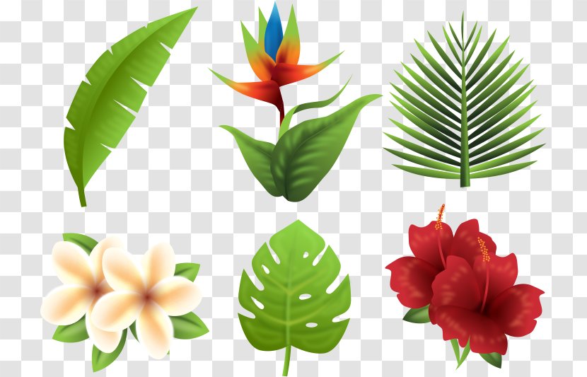 Tropics Euclidean Vector Flower - Tropical Plants Transparent PNG