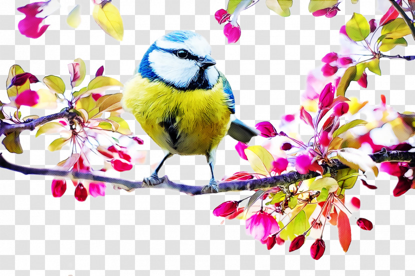 Tit Eurasian Blue Tit Birds Songbirds Flower Transparent PNG